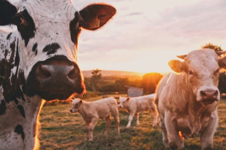 Denmark Dairy Farm Agriculture Jobs SIRI Work Permit 2026