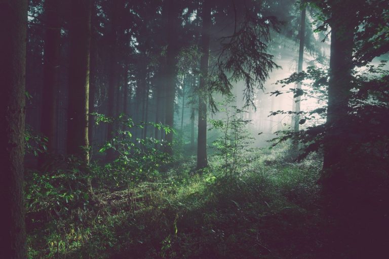 Forestry and Tree Planting Jobs in Sweden and Finland 2026