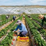 Spain Seasonal Strawberry Harvest Jobs 2026: GECCO Agricultural Contracts Guide